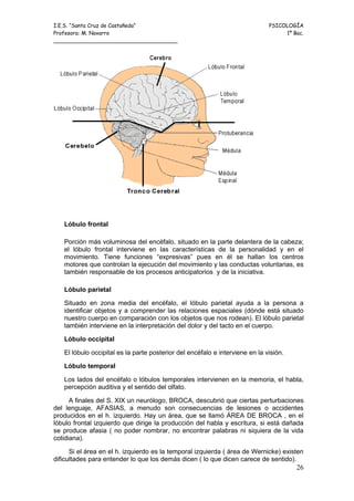 I.E.S. “Santa Cruz de Castañeda”                                              PSICOLOGÍA
Profesora: M. Navarro                                                              1º Bac.
_____________________________________




   Lóbulo frontal

   Porción más voluminosa del encéfalo, situado en la parte delantera de la cabeza;
   el lóbulo frontal interviene en las características de la personalidad y en el
   movimiento. Tiene funciones “expresivas” pues en él se hallan los centros
   motores que controlan la ejecución del movimiento y las conductas voluntarias, es
   también responsable de los procesos anticipatorios y de la iniciativa.

   Lóbulo parietal

   Situado en zona media del encéfalo, el lóbulo parietal ayuda a la persona a
   identificar objetos y a comprender las relaciones espaciales (dónde está situado
   nuestro cuerpo en comparación con los objetos que nos rodean). El lóbulo parietal
   también interviene en la interpretación del dolor y del tacto en el cuerpo.

   Lóbulo occipital

   El lóbulo occipital es la parte posterior del encéfalo e interviene en la visión.

   Lóbulo temporal

   Los lados del encéfalo o lóbulos temporales intervienen en la memoria, el habla,
   percepción auditiva y el sentido del olfato.

      A finales del S. XIX un neurólogo, BROCA, descubrió que ciertas perturbaciones
del lenguaje, AFASIAS, a menudo son consecuencias de lesiones o accidentes
producidos en el h. izquierdo. Hay un área, que se llamó ÁREA DE BROCA , en el
lóbulo frontal izquierdo que dirige la producción del habla y escritura, si está dañada
se produce afasia ( no poder nombrar, no encontrar palabras ni siquiera de la vida
cotidiana).

      Si el área en el h. izquierdo es la temporal izquierda ( área de Wernicke) existen
dificultades para entender lo que los demás dicen ( lo que dicen carece de sentido).
                                                                                       26
 