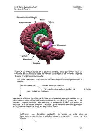 I.E.S. “Santa Cruz de Castañeda”                                         PSICOLOGÍA
 Profesora: M. Navarro                                                         1º Bac.
 _____________________________________




 MÉDULA ESPINAL: Se aloja en la columna vertebral, canal que forman todas las
 vértebras de donde salen todos los nervios que dirigen a los diferentes órganos.
 Controla el funcionamiento muscular.

     SISTEMA NERVIOSO PERIFÉRICO: Establece la relación del organismo con el
     entorno.

        Somático-sensorial:        Nervios aferentes: Sentidos

                                      Nervios eferentes: Motores, reciben los            impulsos
                para   activar los músculos.



Regula los aspectos ejecutivos de la vida en relación con el medio exterior. Ej.: el
medio externo e interno nos están continuamente mandando E (frío), que reciben    los
sentidos – nervios aferentes – que trasladan l a información al SNC, éste manda los
impulsos –R- a los nervios eferentes – motores – para activar los músculos (ponernos
en movimiento, abrigarnos, etc) y así responder al medio.



        Autónomo:            Simpático: excitación. Su función es         entre otras es
        la de poner al organismo en la actitud de escape o de agresión     frente a una
        alarma.




                                                                                   28
 