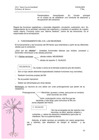 I.E.S. “Santa Cruz de Castañeda”                                            PSICOLOGÍA
 Profesora: M. Navarro                                                            1º Bac.
 _____________________________________

                             Parasimpático:     tranquilizador. Su  función   principal
                             en el cuerpo es de establecer una conducta de descanso y
                             recuperación del cansancio.



Regula las funciones vegetativas y viscerales (digestión, circulación, sudoración, etc.) .Es
independiente de la actividad voluntaria del organismo y mantiene el equilibrio de nuestro
medio interno. Funciona como una “alarma cerebral”, centro de las emociones. Es el
responsable de la somatización.



     2. FUNCIONAMIENTO DEL S.N.: LAS NEURONAS

 El funcionamiento y las funciones del SN tienen que entenderse a partir de las diferentes
 células que lo componen.

 ¿Qué son las células? : Unidades funcionales básicas que reciben, procesan y
 transmiten información a las células próximas.

 2.1. Células nerviosas:        células nobles: NEURONAS

                                células de soporte: C. GLIALES


       NEURONAS
                       : Su núcleo o soma es la llamada sustancia gris del cerebro.

 -   Son un tipo celular altamente especializado (realizan funciones muy concretas).

 -   Realizan funciones propias del SN

 -   No se pueden reproducir.

 -   Deben ser alimentadas por otras células

 Morfología: La neurona es una célula con unas prolongaciones que parten de su
 citoplasma.

           Prolongaciones:        Dendritas: gruesas y cortas, para poner en contacto
                                       unas neuronas con otras

                                Axón: prolongación única, más fina que las
                          dendritas y más larga, para comunicar el SN con
                      zonas alejadas del mismo.

                       C. GLIALES
                                                : Son las encargadas de dar soporte a las
                                                 neuronas, es decir; aportan oxígeno y
                       nutrientes, y, retiran los desechos metabólicos (para que no
                       interfieran. Son la sustancia blanca.

                      Además, el tejido nervioso se completa con vasos sanguíneos
            (venas y arterias), que abastecen de sangre al cerebro           y ap
 transportan oxígeno.


                                                                                       29
 