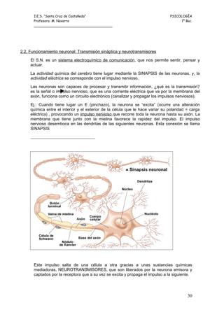 I.E.S. “Santa Cruz de Castañeda”                                         PSICOLOGÍA
       Profesora: M. Navarro                                                         1º Bac.
       _____________________________________




2.2. Funcionamiento neuronal: Transmisión sináptica y neurotransmisores

     El S.N. es un sistema electroquímico de comunicación, que nos permite sentir, pensar y
     actuar.

     La actividad química del cerebro tiene lugar mediante la SINAPSIS de las neuronas, y, la
     actividad eléctrica se corresponde con el impulso nervioso.

     Las neuronas son capaces de procesar y transmitir información, ¿qué es la transmisión?
     es la señal o impulso nervioso, que es una corriente eléctrica que va por la membrana del
     axón, funciona como un circuito electrónico (canalizar y propagar los impulsos nerviosos).

     Ej.: Cuando tiene lugar un E (pinchazo), la neurona se “excita” (ocurre una alteración
     química entre el interior y el exterior de la célula que le hace variar su polaridad = carga
     eléctrica) , provocando un impulso nervioso que recorre toda la neurona hasta su axón. La
     membrana que tiene junto con la mielina favorece la rapidez del impulso. El impulso
     nervioso desemboca en las dendritas de las siguientes neuronas. Esta conexión se llama
     SINAPSIS




       Este impulso salta de una célula a otra gracias a unas sustancias químicas
       mediadoras, NEUROTRANSMISORES, que son liberados por la neurona emisora y
       captados por la receptora que a su vez se excita y propaga el impulso a la siguiente.




                                                                                          30
 