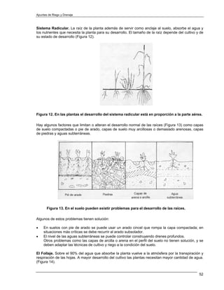 Apuntes de Riego y Drenaje



Sistema Radicular. La raíz de la planta además de servir como anclaje al suelo, absorbe el agua y
los nutrientes que necesita la planta para su desarrollo. El tamaño de la raíz depende del cultivo y de
su estado de desarrollo (Figura 12).




Figura 12. En las plantas el desarrollo del sistema radicular está en proporción a la parte aérea.

Hay algunos factores que limitan o alteran el desarrollo normal de las raíces (Figura 13) como capas
de suelo compactadas o pie de arado, capas de suelo muy arcillosas o demasiado arenosas, capas
de piedras y aguas subterráneas.




       Figura 13. En el suelo pueden existir problemas para el desarrollo de las raíces.

Algunos de estos problemas tienen solución:

•    En suelos con pie de arado se puede usar un arado cincel que rompa la capa compactada; en
     situaciones más críticas se debe recurrir al arado subsolador.
•    El nivel de las aguas subterráneas se puede controlar construyendo drenes profundos.
     Otros problemas como las capas de arcilla o arena en el perfil del suelo no tienen solución, y se
     deben adaptar las técnicas de cultivo y riego a la condición del suelo.

El Follaje. Sobre el 90% del agua que absorbe la planta vuelve a la atmósfera por la transpiración y
respiración de las hojas. A mayor desarrollo del cultivo las plantas necesitan mayor cantidad de agua.
(Figura 14).


                                                                                                    52
 