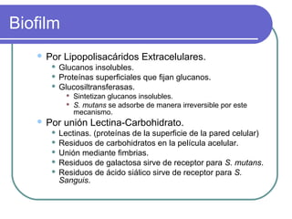 Biofilm
 Por Lipopolisacáridos Extracelulares.
 Glucanos insolubles.
 Proteínas superficiales que fijan glucanos.
 Glucosiltransferasas.
 Sintetizan glucanos insolubles.
 S. mutans se adsorbe de manera irreversible por este
mecanismo.
 Por unión Lectina-Carbohidrato.
 Lectinas. (proteínas de la superficie de la pared celular)
 Residuos de carbohidratos en la película acelular.
 Unión mediante fimbrias.
 Residuos de galactosa sirve de receptor para S. mutans.
 Residuos de ácido siálico sirve de receptor para S.
Sanguis.
 