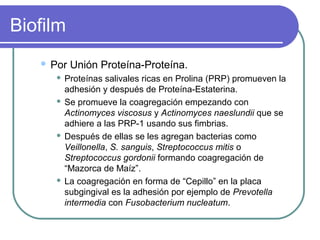 Biofilm
 Por Unión Proteína-Proteína.
 Proteínas salivales ricas en Prolina (PRP) promueven la
adhesión y después de Proteína-Estaterina.
 Se promueve la coagregación empezando con
Actinomyces viscosus y Actinomyces naeslundii que se
adhiere a las PRP-1 usando sus fimbrias.
 Después de ellas se les agregan bacterias como
Veillonella, S. sanguis, Streptococcus mitis o
Streptococcus gordonii formando coagregación de
“Mazorca de Maíz”.
 La coagregación en forma de “Cepillo” en la placa
subgingival es la adhesión por ejemplo de Prevotella
intermedia con Fusobacterium nucleatum.
 