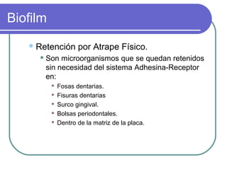 Biofilm
Retención por Atrape Físico.
 Son microorganismos que se quedan retenidos
sin necesidad del sistema Adhesina-Receptor
en:
 Fosas dentarias.
 Fisuras dentarias
 Surco gingival.
 Bolsas periodontales.
 Dentro de la matriz de la placa.
 