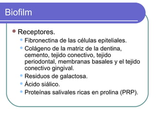 Biofilm
Receptores.
Fibronectina de las células epiteliales.
Colágeno de la matriz de la dentina,
cemento, tejido conectivo, tejido
periodontal, membranas basales y el tejido
conectivo gingival.
Residuos de galactosa.
Ácido siálico.
Proteínas salivales ricas en prolina (PRP).
 