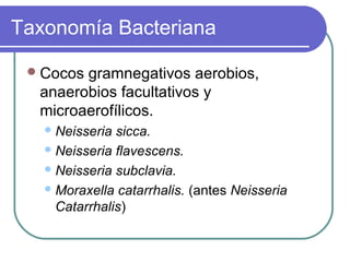 Taxonomía Bacteriana
Cocos gramnegativos aerobios,
anaerobios facultativos y
microaerofílicos.
Neisseria sicca.
Neisseria flavescens.
Neisseria subclavia.
Moraxella catarrhalis. (antes Neisseria
Catarrhalis)
 
