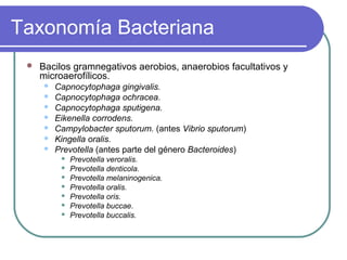 Taxonomía Bacteriana
 Bacilos gramnegativos aerobios, anaerobios facultativos y
microaerofílicos.
 Capnocytophaga gingivalis.
 Capnocytophaga ochracea.
 Capnocytophaga sputigena.
 Eikenella corrodens.
 Campylobacter sputorum. (antes Vibrio sputorum)
 Kingella oralis.
 Prevotella (antes parte del género Bacteroides)
 Prevotella veroralis.
 Prevotella denticola.
 Prevotella melaninogenica.
 Prevotella oralis.
 Prevotella oris.
 Prevotella buccae.
 Prevotella buccalis.
 