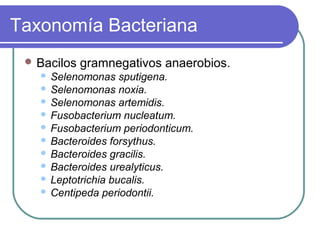 Taxonomía Bacteriana
 Bacilos gramnegativos anaerobios.
 Selenomonas sputigena.
 Selenomonas noxia.
 Selenomonas artemidis.
 Fusobacterium nucleatum.
 Fusobacterium periodonticum.
 Bacteroides forsythus.
 Bacteroides gracilis.
 Bacteroides urealyticus.
 Leptotrichia bucalis.
 Centipeda periodontii.
 
