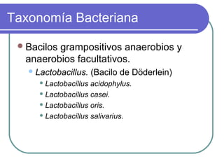 Taxonomía Bacteriana
Bacilos grampositivos anaerobios y
anaerobios facultativos.
Lactobacillus. (Bacilo de Döderlein)
 Lactobacillus acidophylus.
 Lactobacillus casei.
 Lactobacillus oris.
 Lactobacillus salivarius.
 