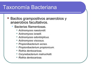 Taxonomía Bacteriana
 Bacilos grampositivos anaerobios y
anaerobios facultativos.
 Bacterias filamentosas.
 Actinomyces naeslundii.
 Actinomyces israelli.
 Actinomyces odontolyticus.
 Actinomyces viscosus.
 Propionibacterium acnes.
 Propionibacterium propionicum.
 Rothia dentocariosa.
 Corynebacterium matruchotti.
 Rothia dentocariosa.
 