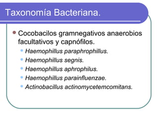 Taxonomía Bacteriana.
Cocobacilos gramnegativos anaerobios
facultativos y capnófilos.
Haemophillus paraphrophillus.
Haemophillus segnis.
Haemophillus aphrophilus.
Haemophillus parainfluenzae.
Actinobacillus actinomycetemcomitans.
 