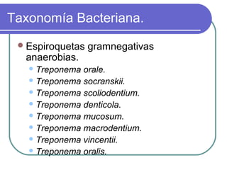 Taxonomía Bacteriana.
Espiroquetas gramnegativas
anaerobias.
Treponema orale.
Treponema socranskii.
Treponema scoliodentium.
Treponema denticola.
Treponema mucosum.
Treponema macrodentium.
Treponema vincentii.
Treponema oralis.
 