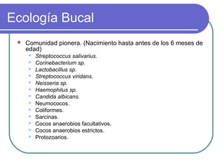 Ecología Bucal
 Comunidad pionera. (Nacimiento hasta antes de los 6 meses de
edad)
 Streptococcus salivarius.
 Corinebacterium sp.
 Lactobacillus sp.
 Streptococcus viridans.
 Neisseria sp.
 Haemophilus sp.
 Candida albicans.
 Neumococos.
 Coliformes.
 Sarcinas.
 Cocos anaerobios facultativos.
 Cocos anaerobios estrictos.
 Protozoarios.
 