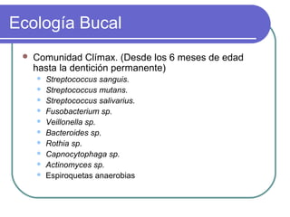 Ecología Bucal
 Comunidad Clímax. (Desde los 6 meses de edad
hasta la dentición permanente)
 Streptococcus sanguis.
 Streptococcus mutans.
 Streptococcus salivarius.
 Fusobacterium sp.
 Veillonella sp.
 Bacteroides sp.
 Rothia sp.
 Capnocytophaga sp.
 Actinomyces sp.
 Espiroquetas anaerobias
 