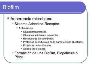 Biofilm
Adherencia microbiana.
Sistema Adhesina-Receptor.
 Adhesinas
 Glucosiltransferasas.
 Glucanos solubles e insolubles.
 Residuos de carbohidratos.
 Proteínas superficiales de la pared celular. (Lectinas)
 Proteínas de las fimbrias.
 Ácidos lipoteicoicos.
Formación de una Biofilm, Biopelícula o
Placa.
 