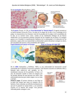 Apuntes de Análisis Biológicos (2009) “Microbiología” Dr. José Luis Peña Manjarrez


De la meningitis (Weichselbaun, 1887),




 De la peste (Yersin, 18  94), La “Gran Mortandad” (o “Muerte Negra”). El agente causante es 
un  bacilo  llamado  Pasturella Pestis. Se  aloja en la sangre de la rata o en el estómago de la
pulga. La transmisión al ser humano viene de la picadura de la pulga o de la mordedura de
la rata, en su versión rattus rattus, común en las malolientes bodegas de los barcos
medievales o en los precarios sistemas cloacales de las ciudades de esa época. El contagio
genera en el hombre la manifestación bubónica de la enfermedad o la infección de los
pulmones, según cómo sea transmitida la enfermedad a partir del primer contagio (es decir,
de la picadura del insecto o de la mordedura del roedor).
Esparcimiento de la peste en Europa,                    Peste en Europa del siglo XIV




De la sífilis (Schaudinn y Hoffman, 1905), es una enfermedad de transmisión sexual
ocasionada por la bacteria Treponema pallidum. Esta bacteria necesita un ambiente tibio y
húmedo para sobrevivir, por ejemplo, en las
membranas mucosas de los genitales, la boca y el
ano. Se transmite cuando se entra en contacto con
las heridas abiertas de una persona con sífilis. Esta
enfermedad atraviesa por cuatro etapas si no se trata
a tiempo.
Primera etapa: El primer síntoma es una llaga en
la parte del cuerpo que entro en contacto con la
bacteria. Estos síntomas son difíciles de detectar por
que por lo general no causan dolor, y en ocasiones
ocurren en el interior del cuerpo. Una persona
infectada puede contagiar a otra.
                                                                                             12 
 
 