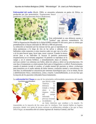 Apuntes de Análisis Biológicos (2009) “Microbiología” Dr. José Luis Peña Manjarrez


Enfermedad del sueño (Koch, 1906), se encuentra solamente en partes de África, es
producida por dos protozoarios, Trypanosoma brucei
gambiense y el Trypanosoma brucei rhodesiense.




                                                  Esta enfermedad es una dolencia oscura y
                                                  "exótica" que provoca somnolencia. En
1999 la Organización Mundial de la Salud (OMS) constató 45 mil casos, pero se estima que
probablemente se hayan infectado de 300 mil a 500 mil personas.
La infección se transmite por las moscas tsé-tsé, que se reproducen en
áreas pantanosas a lo largo de ríos en las selvas y sabanas. Los
habitantes están expuestos a estos insectos cada vez que van a la selva
o al río para buscar agua, lavar ropa, cazar o pescar. Cuando la mosca
tsé-tsé pica a un individuo le inyecta el parásito protozoario
(trypanosoma) en el torrente sanguíneo. El parásito se reproduce en la
sangre y en el sistema linfático, e inmediatamente ataca el sistema
nervioso central. Los síntomas son fiebre, dolor de cabeza y dolor en las articulaciones. En
esta fase el tratamiento es relativamente fácil, pero el diagnóstico es difícil. Posteriormente,
cuando el parásito invade el cerebro, el estado mental del paciente se altera: evoluciona
para trastornos en el sueño además de dolor intenso, confusión mental y convulsiones. En
esta fase, la enfermedad se caracteriza por síntomas neurológicos que, si no se tratan, llevan
a debilitamiento físico, somnolencia, coma y muerte. Lamentablemente, es en esa fase que
la mayoría de los pacientes infectados busca tratamiento.

La enfermedad de Chagas es una de las principales enfermedades parasitarias del mundo
                                          que afecta a toda
                                          América.       La
                                          dolencia        no
                                          tratada a tiempo
                                          ataca    a     los
                                          órganos vitales
                                          del        cuerpo
                                          infectado        y
                                          provoca lesiones
                                          invalidantes y
                                          un lento deterioro que conduce a la muerte. Es
transmitida en la mayoría de los casos por la vinchuca. Este insecto habita en lugares
precarios, donde vive gente de pocos recursos en poblaciones aisladas a las que se hace
difícil llegar, se encuentra sólo en ciertas regiones de América Central y del Sur.


                                                                                             14 
 
 