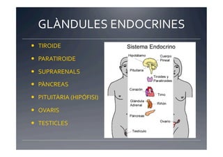 GLÀNDULES	
  ENDOCRINES	
  
  TIROIDE	
  

  PARATIROIDE	
  

  SUPRARENALS	
  

  PÀNCREAS	
  

  PITUITÀRIA	
  (HIPÓFISI)	
  

  OVARIS	
  

  TESTICLES	
  
 