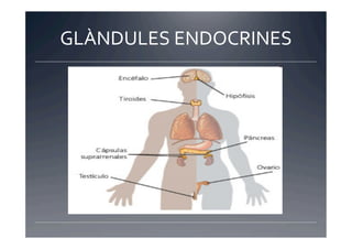 GLÀNDULES	
  ENDOCRINES	
  
 