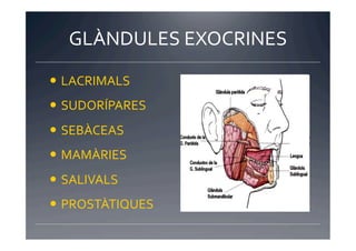 GLÀNDULES	
  EXOCRINES	
  
  LACRIMALS	
  
  SUDORÍPARES	
  
  SEBÀCEAS	
  
  MAMÀRIES	
  
  SALIVALS	
  
  PROSTÀTIQUES	
  
 