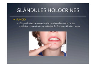 GLÀNDULES	
  HOLOCRINES	
  
  FUNCIÓ	
  
     Els	
  productes	
  de	
  secreció	
  s’acumulen	
  als	
  cossos	
  de	
  les	
  
      cèl·∙lules,	
  moren	
  i	
  són	
  excretades.	
  Es	
  formen	
  cèl·∙lules	
  noves.	
  
 