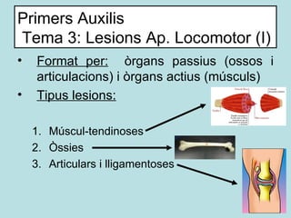 Primers Auxilis  Tema 3: Lesions Ap. Locomotor (I) <ul><li>Format per:   òrgans passius (ossos i articulacions) i òrgans a...
