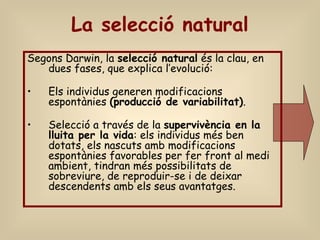 La selecció natural
Segons Darwin, la selecció natural és la clau, en
dues fases, que explica l’evolució:
• Els individus generen modificacions
espontànies (producció de variabilitat).
• Selecció a través de la supervivència en la
lluita per la vida: els individus més ben
dotats, els nascuts amb modificacions
espontànies favorables per fer front al medi
ambient, tindran més possibilitats de
sobreviure, de reproduir-se i de deixar
descendents amb els seus avantatges.
 