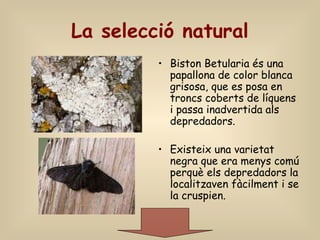 La selecció natural
• Biston Betularia és una
papallona de color blanca
grisosa, que es posa en
troncs coberts de líquens
i passa inadvertida als
depredadors.
• Existeix una varietat
negra que era menys comú
perquè els depredadors la
localitzaven fàcilment i se
la cruspien.
 