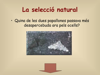 La selecció natural
• Quina de les dues papallones passava més
desapercebuda ara pels ocells?
 