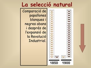 La selecció natural
Comparació de
papallones
blanques i
negres abans
i després de
l’expansió de
la Revolució
Industrial.
 