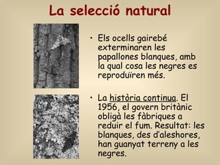 La selecció natural
• Els ocells gairebé
exterminaren les
papallones blanques, amb
la qual cosa les negres es
reproduïren més.
• La història continua. El
1956, el govern britànic
obligà les fàbriques a
reduir el fum. Resultat: les
blanques, des d’aleshores,
han guanyat terreny a les
negres.
 