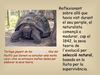 Reflexionant
sobre allò que
havia vist durant
el seu periple, el
naturalista
començà a
madurar, cap el
1842, la seva
teoria de
l'evolució per
selecció natural,
basada en la
lluita per la
supervivència.
Tortuga gegant de les Galápagos, illes del
Pacífic que Darwin va estudiar amb molta
cura i d’on va extreure moltes dades per
elaborar la seva teoria.
 