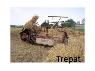 Trepat

 