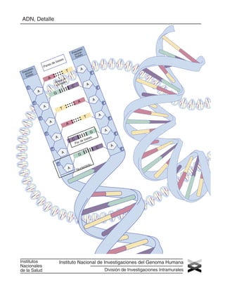 ADN, Detalle

to
uele
Esqzúcar
a fato
fos

s

ase

eb

sd
are

P

to
uele
Esqzúcar
a fato
fos

A

T
A

de
ace
Enl geno
ró
hid

A

C

F

A

F

F

G
A

A

F

A

F

T
A

T

F

A

F

A

A

C

Par

de

F

es
bas

C

F

A

A
F

G

F

A

Institutos
Nacionales
de la Salud

A

G

F

o
ótid
ucle
N

Instituto Nacional de Investigaciones del Genoma Humana
División de Investigaciones Intramurales

 