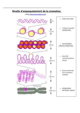 Nivells d’empaquetamient de la cromatina
           (Enllaç www.acessexcellence.org)         
•

Doble hélix d’ADN

•

“Collaret de perles”
(CROMATINA)

• NUCLEOSOMES
(FIBRA DE CROMATINA)

•

•

Secció condensada
d’un cromosoma
metafàsic

•

    

Secció del
cromosoma (forma
extesa)

CROMOSOMA
METAFÀSIC SENCER

 