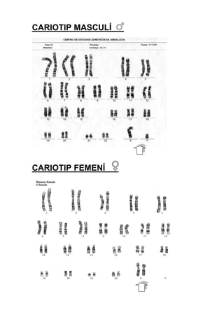 CARIOTIP MASCULÍ

CARIOTIP FEMENÍ

 