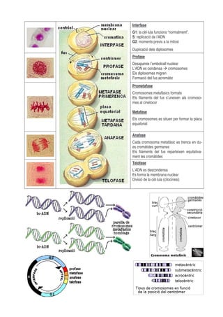 Interfase
G1: la cèl·lula funciona “normalment”.
S: replicació de l’ADN
G2: moments previs a la mitosi
Duplicació dels diplosomes
Profase
Desapareix l’embolcall nuclear
L’ADN es condensa cromosomes
Els diplosomes migren
Formació del fus acromàtic
Prometafase
Cromosomes metafàsics formats
Els filaments del fus s’uneixen als cromosomes al cinetocor
Metafase
Els cromosomes es situen per formar la placa
equatorial
Anafase
Cada cromosoma metafàsic es trenca en dues cromàtides germanes
Els filaments del fus reparteixen equitativament les cromàtides
Telofase
L’ADN es descondensa
Es forma la membrana nuclear
Divisió de la cèl·lula (citocinesi)

 