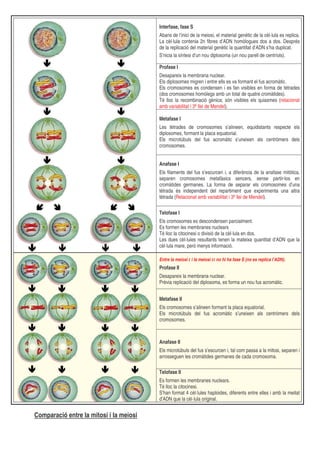 Interfase, fase S
Abans de l’inici de la meiosi, el material genètic de la cèl·lula es replica.
La cèl·lula contenia 2n fibres d’ADN homòlogues dos a dos. Després
de la replicació del material genètic la quantitat d’ADN s’ha duplicat.
S’nicia la síntesi d’un nou diplosoma (un nou parell de centríols).
Profase I
Desapareix la membrana nuclear.
Els diplosomes migren i entre ells es va formant el fus acromàtic.
Els cromosomes es condensen i es fan visibles en forma de tètrades
(dos cromosomes homòlegs amb un total de quatre cromàtides).
Té lloc la recombinació gènica; són visibles els quiasmes (relacionat
amb variabilitat i 3ª llei de Mendel).
Metafase I
Les tètrades de cromosomes s’alineen, equidistants respecte els
diplosomes, formant la placa equatorial.
Els microtúbuls del fus acromàtic s’uneixen als centròmers dels
cromosomes.
Anafase I
Els filaments del fus s’escurcen i, a diferència de la anafase mitòtica,
separen cromosomes metafàsics sencers, sense partir-los en
cromàtides germanes. La forma de separar els cromosomes d’una
tètrada és independent del repartiment que experimenta una altra
tètrada (Relacionat amb variabilitat i 3ª llei de Mendel).
Telofase I
Els cromosomes es descondensen parcialment.
Es formen les membranes nuclears
Té lloc la citocinesi o divisió de la cèl·lula en dos.
Les dues cèl·lules resultants tenen la mateixa quantitat d’ADN que la
cèl·lula mare, però menys informació.
Entre la meiosi I i la meiosi II no hi ha fase S (no es replica l’ADN).

Profase II
Desapareix la membrana nuclear.
Prèvia replicació del diplosoma, es forma un nou fus acromàtic.
Metafase II
Els cromosomes s’alineen formant la placa equatorial.
Els microtúbuls del fus acromàtic s’uneixen als centròmers dels
cromosomes.

Anafase II
Els microtúbuls del fus s’escurcen i, tal com passa a la mitosi, separen i
arrosseguen les cromàtides germanes de cada cromosoma.
Telofase II
Es formen les membranes nuclears.
Té lloc la citocinesi.
S’han format 4 cèl·lules haploides, diferents entre elles i amb la meitat
d’ADN que la cèl·lula original.

Comparació entre la mitosi i la meiosi

 