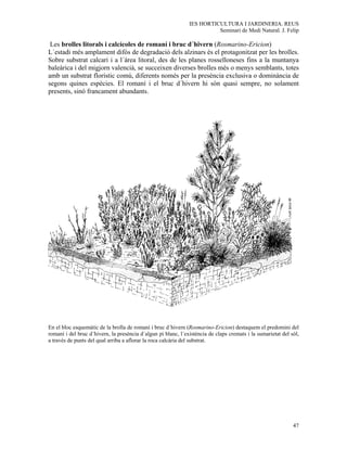 IES HORTICULTURA I JARDINERIA. REUS
                                                                         Seminari de Medi Natural. J. Felip

 Les brolles litorals i calcícoles de romaní i bruc d´hivern (Rosmarino-Ericion)
L´estadi més amplament difós de degradació dels alzinars és el protagonitzat per les brolles.
Sobre substrat calcari i a l´àrea litoral, des de les planes rosselloneses fins a la muntanya
baleàrica i del migjorn valencià, se succeixen diverses brolles més o menys semblants, totes
amb un substrat florístic comú, diferents només per la presència exclusiva o dominància de
segons quines espècies. El romaní i el bruc d´hivern hi són quasi sempre, no solament
presents, sinó francament abundants.




En el bloc esquemàtic de la brolla de romaní i bruc d´hivern (Rosmarino-Ericion) destaquem el predomini del
romaní i del bruc d´hivern, la presència d´algun pi blanc, l´existència de claps cremats i la sumarietat del sòl,
a través de punts del qual arriba a aflorar la roca calcària del substrat.




                                                                                                              47
 