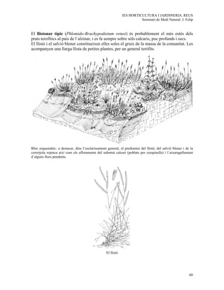 IES HORTICULTURA I JARDINERIA. REUS
                                                                         Seminari de Medi Natural. J. Felip


El llistonar típic (Phlomido-Brachypodietum retusi) és probablement el més estès dels
prats terofítics al país de l´alzinar, i es fa sempre sobre sòls calcaris, poc profunds i secs.
El llistó i el salvió blener constitueixen elles soles el gruix de la massa de la comunitat. Les
acompanyen una llarga llista de petites plantes, per un general teròfits.




Bloc esquemàtic: a destacar, dins l´esclarissament general, el predomini del llistó, del salvió blener i de la
corretjola rojenca així com els afloraments del substrat calcari (poblats per crespinells) i l´aixaragallament
d´alguns llocs pendents.




                                                   El llistó




                                                                                                           60
 