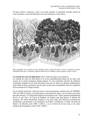 IES HORTICULTURA I JARDINERIA. REUS
                                                                       Seminari de Medi Natural. J. Felip

En àrees silícies i sotmeses, a més, a un clima marítim, es presenten rouredes mixtes de
roure martinenc i roure de fulla gran o de roure martinenc i roure africà.




Bloc esquemàtic de la roureda de roure martinenc típica. Aspecte hivernal i estival. A destacar la relativa
frondositat dels roures i l´abundor d´espècies arbustives en el sotabosc, entre les quals el corner i el boix.


La roureda de roure de fulla petita (Violo wilkommii-Quercetum faginae)
La roureda de roure de fulla petita és la rovira submediterrània típica de les àrees més
eixutes de la nostra muntanya mitjana plujosa. És una comunitat calcícola de tendència
continental. Suporta bé els freds hivernals (cosa que no farien els alzinars mediterranis),
però també fa front a períodes estivals quasi eixuts (cosa incompatible amb les exigències
de les rouredes de l´Europa central).

El seu domini potencial s´estén per tota la zona pre-pirinenca situada entre els (500)600-
700 i els 1000 m, bé que, a les parts baixes, resta limitat als obacs, car els solells són encara
país del carrascar. A l´empar dels altiplans de la Segarra i de l´Anoia, penetra profundament
devers el sud, fins a la Conca de Barberà, de manera que mig parteix el domini del
carrascar. De forma discontinua reapareix a les parts altes dels massissos muntanyosos
meridionals, concretament a les muntanyes de Prades, al Montsant, a Cardó, als ports de
Beseit i de Morella, entre 1000 i 1200 m, i ja en el límit de la seva àrea, a les zones
calcàries de Penyagolosa, entre 1100 i 1400 m.



                                                                                                           66
 
