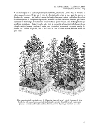 IES HORTICULTURA I JARDINERIA. REUS
                                                                        Seminari de Medi Natural. J. Felip

A les muntanyes de la Catalunya meridional (Prades, Montsant, Cardó, etc.) es presenta la
subas. paeonietosum. Hi és rar el boix i a l´estrat arbori, tant o més que els roures, hi
dominen les pinasses i les blades. L´estrat herbaci sol dur una espècie esplèndida, la peònia
de muntanya que és una planta esponerosa proveïda de flors vermelles enormes que floreix
a entrada de bon temps. Generalment no es tracta de grans boscos, sinó de bosquetons que
aprofiten fondalades i llocs frescals, adés com a comunitat climàcica (i aleshores sí que
cobreix petites bandes contínues), adés com comunitat permanent en punts humits del
domini de l´alzinar. Espècies com la boixerola o com diversos rosers boscans no hi són
gens rares.




    Bloc esquemàtic de la roureda de roure de fulla petita. Aspecte hivernal i estival. A destacar la feble
     frondositat dels roures, la persistencia de les fulles a les capçades durant l´hivern, la presència de
       pinasses i la relativa pobresa del sotabosc, dominat pel boix, el corner, el marxívol i les violes




                                                                                                              67
 