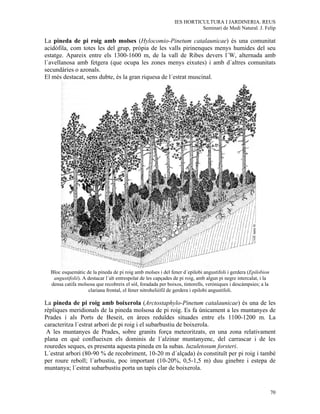 IES HORTICULTURA I JARDINERIA. REUS
                                                                         Seminari de Medi Natural. J. Felip

La pineda de pi roig amb molses (Hylocomio-Pinetum catalaunicae) és una comunitat
acidòfila, com totes les del grup, pròpia de les valls pirinenques menys humides del seu
estatge. Apareix entre els 1300-1600 m, de la vall de Ribes devers l´W, alternada amb
l´avellanosa amb fetgera (que ocupa les zones menys eixutes) i amb d´altres comunitats
secundàries o azonals.
El més destacat, sens dubte, és la gran riquesa de l´estrat muscinal.




  Bloc esquemàtic de la pineda de pi roig amb molses i del fener d´epilobi angustifoli i gerdera (Epilobion
   angustifolii). A destacar l´alt entrespolat de les capçades de pi roig, amb algun pi negre intercalat, i la
  densa catifa molsosa que recobreix el sòl, foradada per boixos, tintorells, veròniques i descàmpsies; a la
                    clariana frontal, el fener nitroheliòfil de gerdera i epilobi angustifoli.

La pineda de pi roig amb boixerola (Arctostaphylo-Pinetum catalaunicae) és una de les
rèpliques meridionals de la pineda molsosa de pi roig. Es fa únicament a les muntanyes de
Prades i als Ports de Beseit, en àrees reduïdes situades entre els 1100-1200 m. La
caracteritza l´estrat arbori de pi roig i el subarbustiu de boixerola.
 A les muntanyes de Prades, sobre granits força meteoritzats, en una zona relativament
plana en què conflueixen els dominis de l´alzinar muntanyenc, del carrascar i de les
rouredes seques, es presenta aquesta pineda en la subas. luzuletosum forsteri.
L´estrat arbori (80-90 % de recobriment, 10-20 m d´alçada) és constituït per pi roig i també
per roure reboll; l´arbustiu, poc important (10-20%, 0,5-1,5 m) duu ginebre i estepa de
muntanya; l´estrat subarbustiu porta un tapís clar de boixerola.


                                                                                                                 70
 