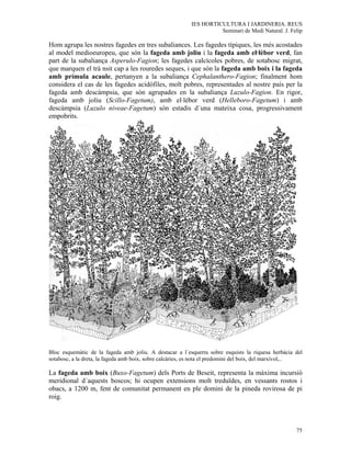 IES HORTICULTURA I JARDINERIA. REUS
                                                                     Seminari de Medi Natural. J. Felip

Hom agrupa les nostres fagedes en tres subaliances. Les fagedes típiques, les més acostades
al model medioeuropeu, que són la fageda amb joliu i la fageda amb el·lèbor verd, fan
part de la subaliança Asperulo-Fagion; les fagedes calcícoles pobres, de sotabosc migrat,
que marquen el trà nsit cap a les rouredes seques, i que són la fageda amb boix i la fageda
amb prímula acaule, pertanyen a la subaliança Cephalanthero-Fagion; finalment hom
considera el cas de les fagedes acidòfiles, molt pobres, representades al nostre país per la
fageda amb descàmpsia, que són agrupades en la subaliança Luzulo-Fagion. En rigor,
fageda amb joliu (Scillo-Fagetum), amb el·lèbor verd (Helleboro-Fagetum) i amb
descàmpsia (Luzulo niveae-Fagetum) són estadis d´una mateixa cosa, progressivament
empobrits.




Bloc esquemàtic de la fageda amb joliu. A destacar a l´esquerra sobre esquists la riquesa herbàcia del
sotabosc, a la dreta, la fageda amb boix, sobre calcàries, es nota el predomini del boix, del marxívol,..

La fageda amb boix (Buxo-Fagetum) dels Ports de Beseit, representa la màxima incursió
meridional d´aquests boscos; hi ocupen extensions molt treduïdes, en vessants rostos i
obacs, a 1200 m, fent de comunitat permanent en ple domini de la pineda rovirosa de pi
roig.



                                                                                                      75
 