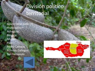 División político
               territorial
Apure tiene siete (7)
municipios:
Achaguas.
Biruaca.
Muñoz.
Páez.
Pedro Camejo.
Rómulo Gallegos.
San Fernando.
 