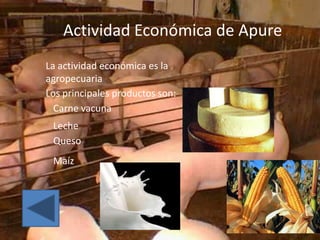 Actividad Económica de Apure
La actividad económica es la
agropecuaria
Los principales productos son:
  Carne vacuna
 Leche
 Queso
 Maíz
 
