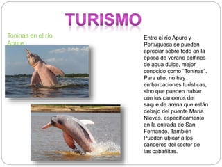 Entre el río Apure y
Portuguesa se pueden
apreciar sobre todo en la
época de verano delfines
de agua dulce, mejor
conocido como “Toninas”.
Para ello, no hay
embarcaciones turísticas,
sino que pueden hablar
con los canoeros del
saque de arena que están
debajo del puente María
Nieves, específicamente
en la entrada de San
Fernando. También
Pueden ubicar a los
canoeros del sector de
las cabañitas.
Toninas en el río
Apure
 