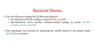 Bacterial Strains
The cyd AB genes (coding for Cyt-bd) were deleted in
• M. tuberculosis H37Rv leading to strains H37Rv ΔcydAB
• Mycobacterium bovis bacillus Calmette–Guérin leading to strains Bacillus
Calmette–Guérin ΔcydAB
This phenotype was reversed by expressing the cydAB operon in the mutant strains
(ΔcydABcomp strains)
 