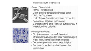 Mycobacterium Tuberculosis
 