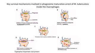 Key survival mechanisms involved in phagosome maturation arrest of M. tuberculosis
inside the macrophages
Tryptophan Aspartate coat protein
 